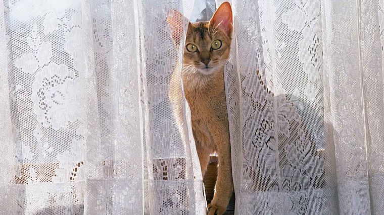 cats, window - desktop wallpaper