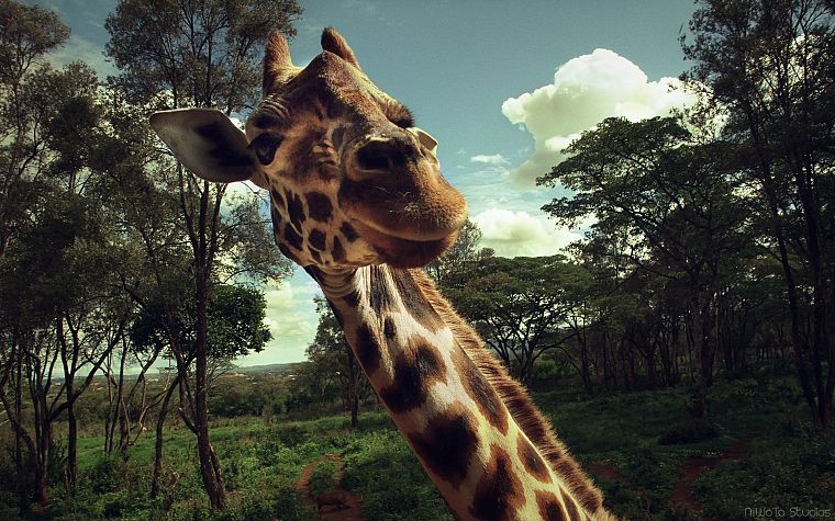 trees, animals, wildlife, surprise, giraffes - desktop wallpaper
