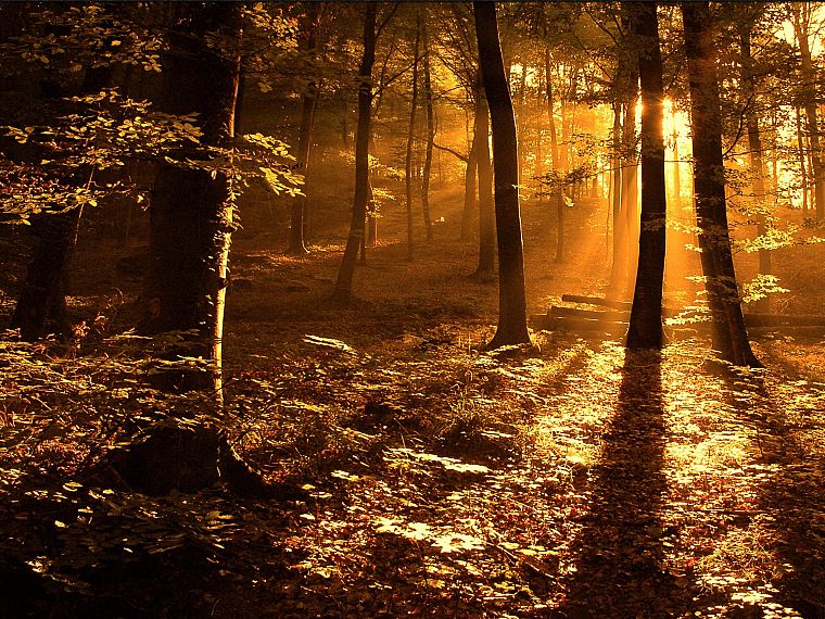 trees, forests, sunlight - desktop wallpaper