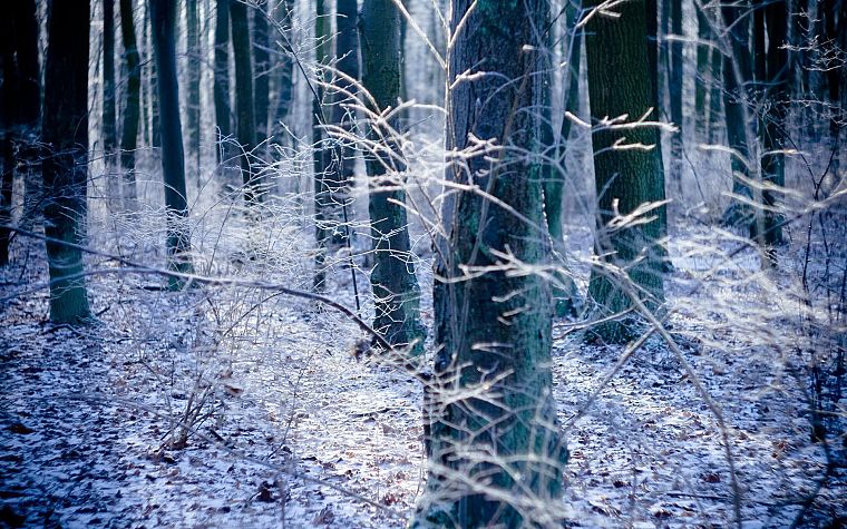 ice, forests - desktop wallpaper