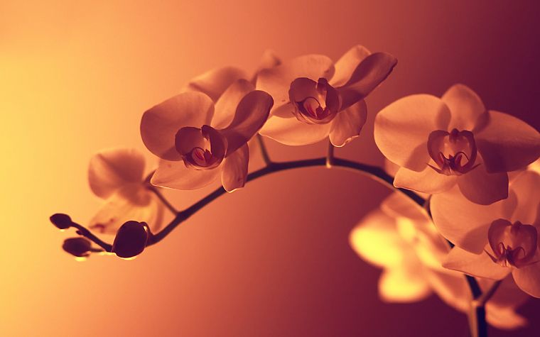 nature, flowers, pink, filter, orchids, pink background - desktop wallpaper