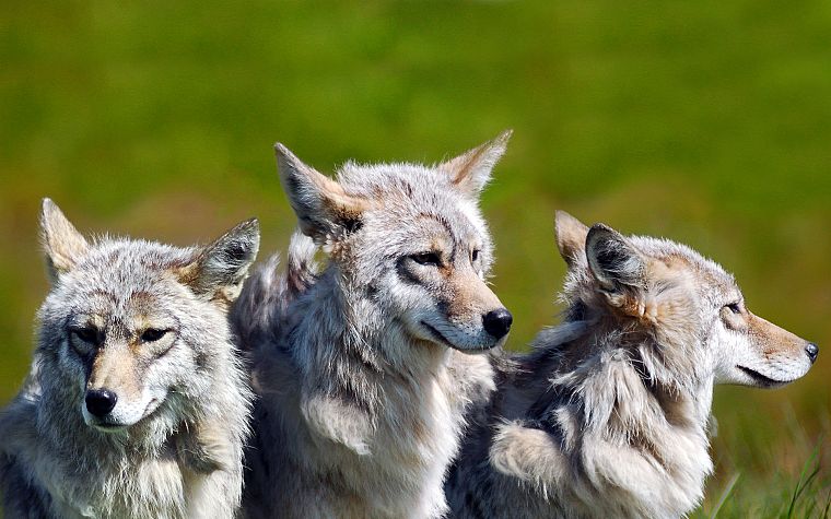 nature, animals, wolves - desktop wallpaper