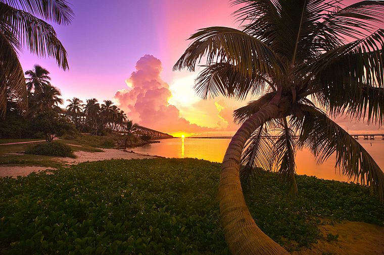 sunset, landscapes, trees, Florida, palm trees, sea - desktop wallpaper