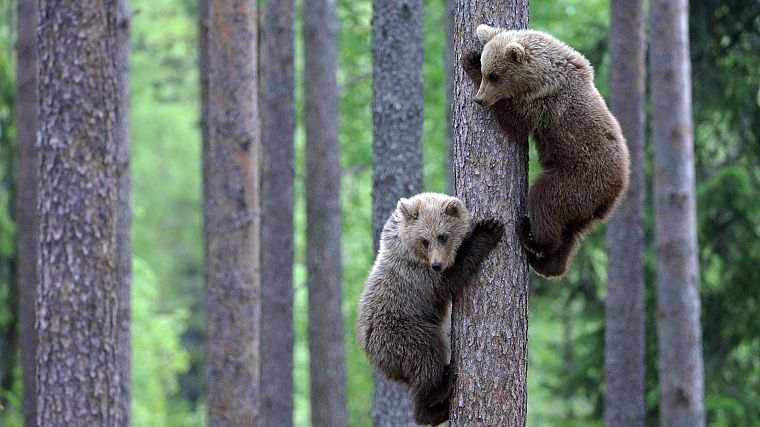 animals, wildlife, bears, baby animals - desktop wallpaper