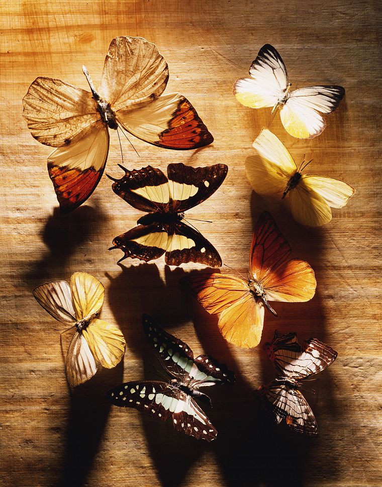 nature, insects, macro, butterflies - desktop wallpaper