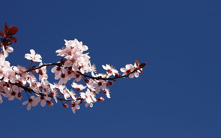 cherry blossoms, flowers, pink flowers, blue skies - desktop wallpaper