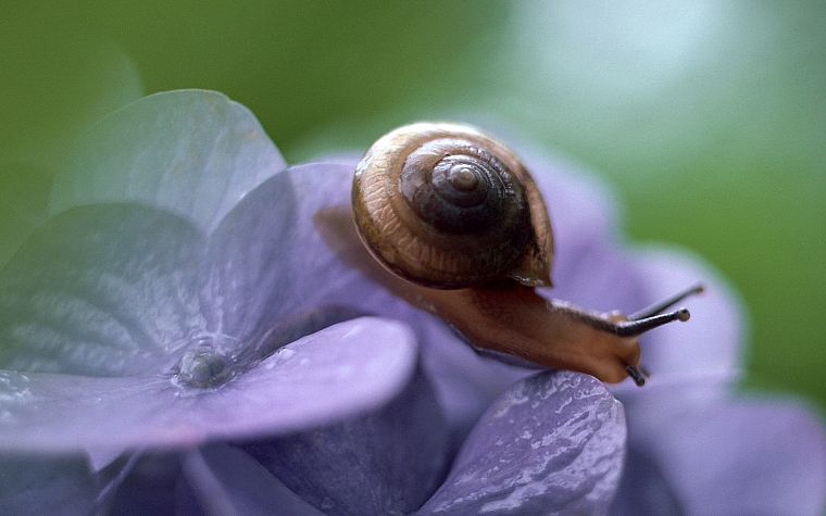 snails, macro - desktop wallpaper
