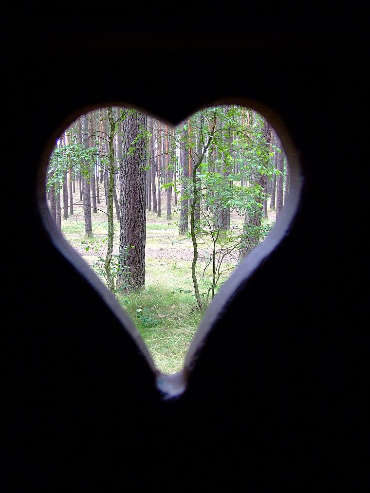 nature, forests, hearts - desktop wallpaper