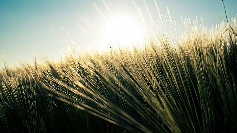nature, grass, fields, wheat, plants - desktop wallpaper