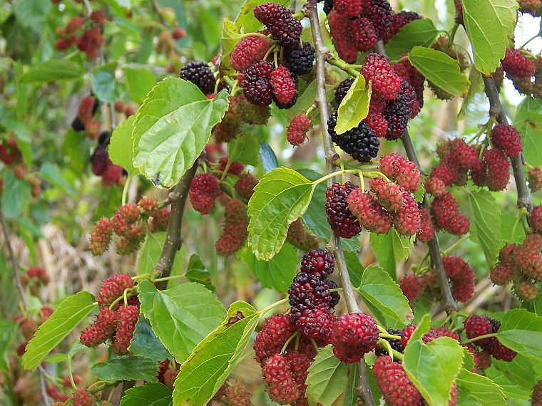 fruits, mulberries - desktop wallpaper