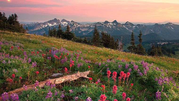 range, Washington, Mount Rainier - desktop wallpaper