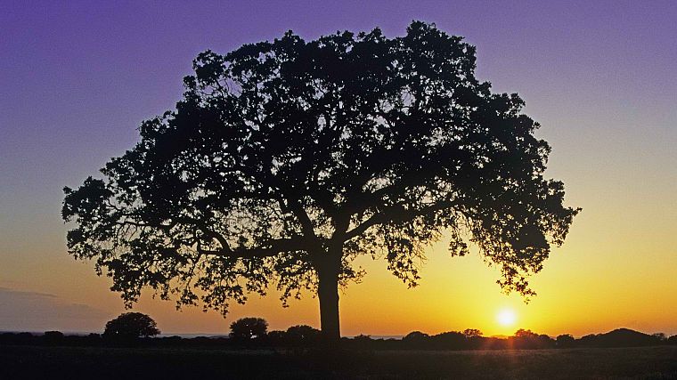 sunset, Texas, oak - desktop wallpaper
