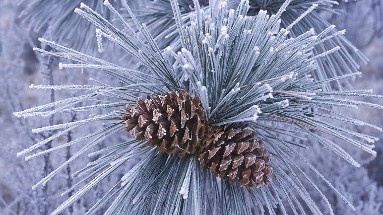 winter, trees, pinecones, evergreens, pine trees - desktop wallpaper