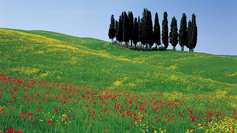 flowers, Italy, poppy - desktop wallpaper