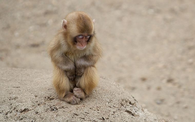animals, monkeys, closed eyes, baby animals - desktop wallpaper