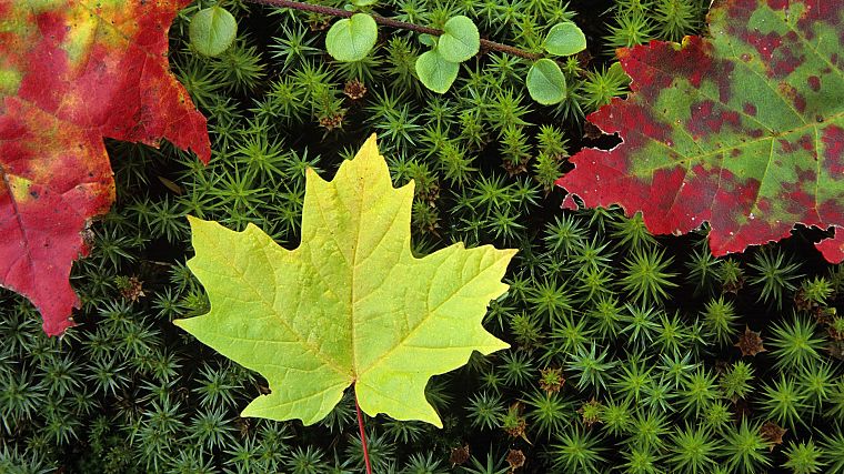 autumn, multicolor, leaves, moss - desktop wallpaper