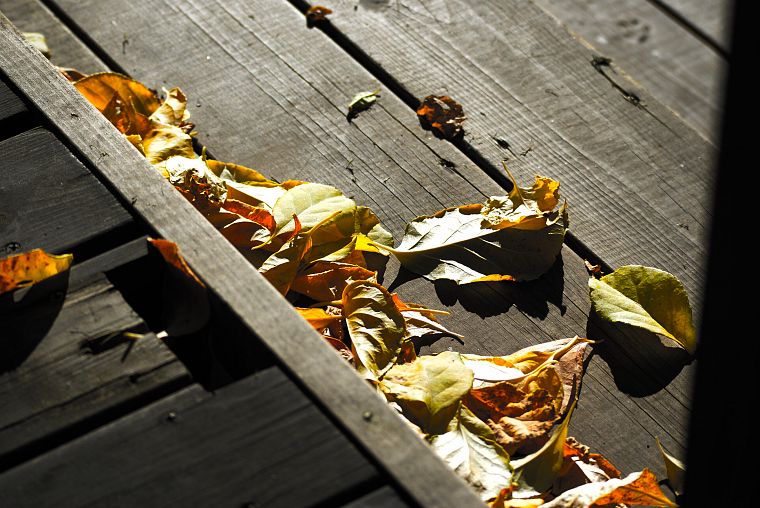 leaves, fallen leaves - desktop wallpaper