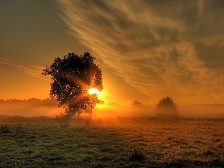 sunrise, clouds, landscapes, Sun, trees, meadows, mist - desktop wallpaper
