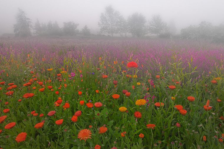 flowers, meadows, mist - desktop wallpaper