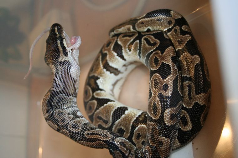 snakes, python - desktop wallpaper
