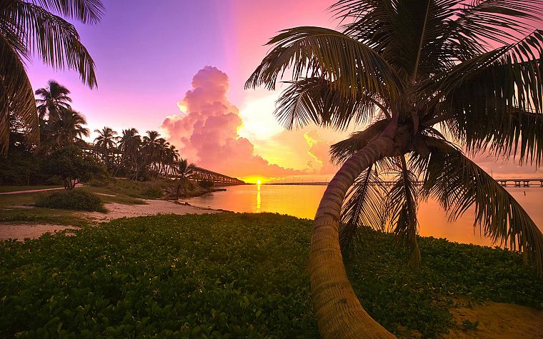 sunset, clouds, landscapes, trees, Florida, palm trees - desktop wallpaper
