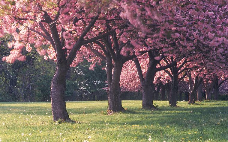 nature, cherry blossoms, trees - desktop wallpaper