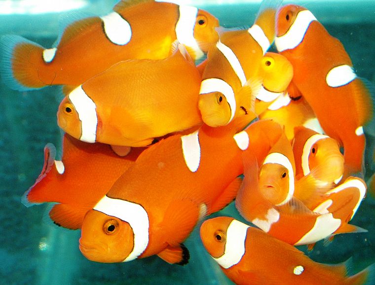 fish, clownfish - desktop wallpaper