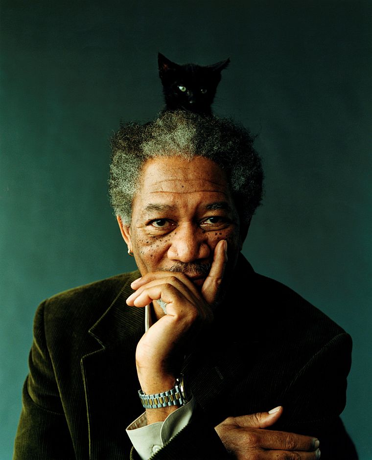 actors, Morgan Freeman, kittens, watches - desktop wallpaper