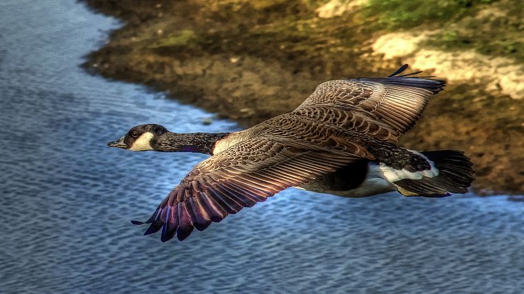 flying, birds, geese - desktop wallpaper