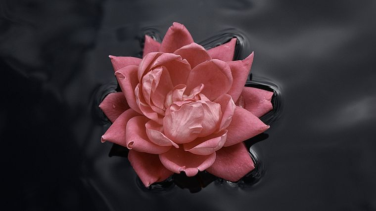 lotus flower - desktop wallpaper