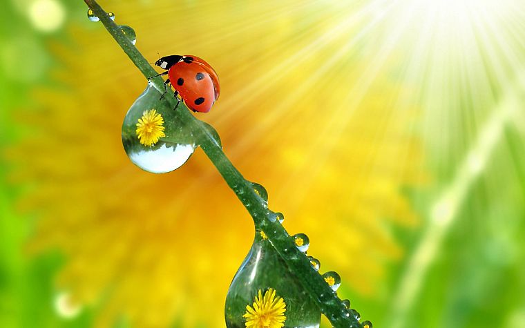 animals, ladybirds - desktop wallpaper