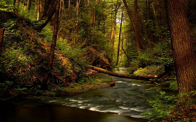 forests, rivers - desktop wallpaper