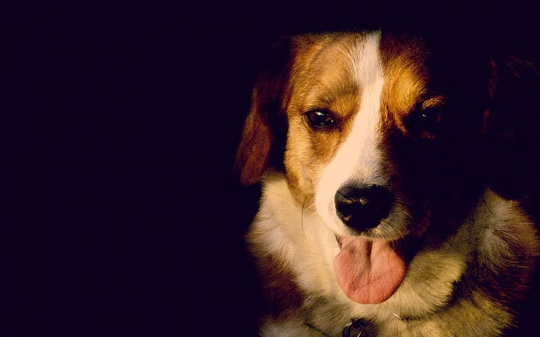 animals, dogs, Corgi, canine - desktop wallpaper