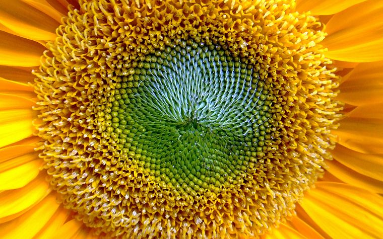 close-up, flowers, sunflowers - desktop wallpaper