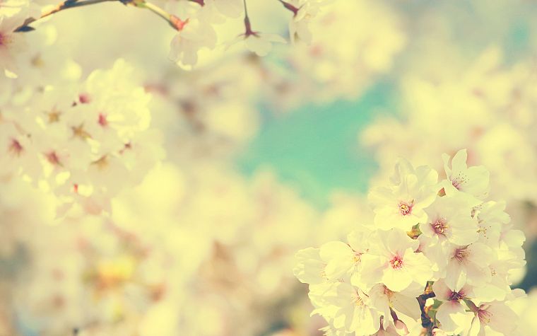 nature, flowers, Sakura, spring, blossoms - desktop wallpaper