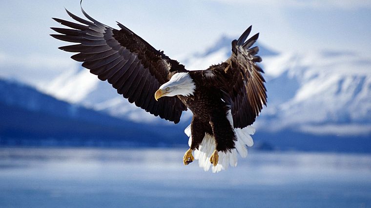 birds, eagles - desktop wallpaper