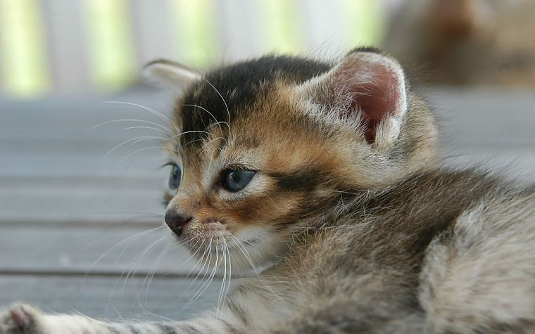 cats, blue eyes, animals, kittens - desktop wallpaper