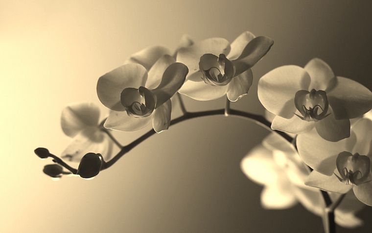 flowers, orchids - desktop wallpaper