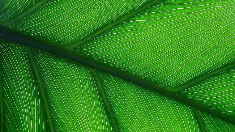 green, leaf - desktop wallpaper