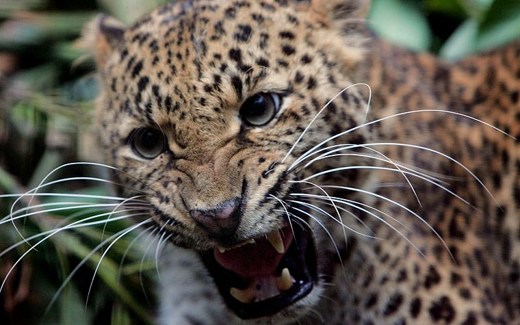 animals, wildlife, feline, teeth, jaguars - desktop wallpaper