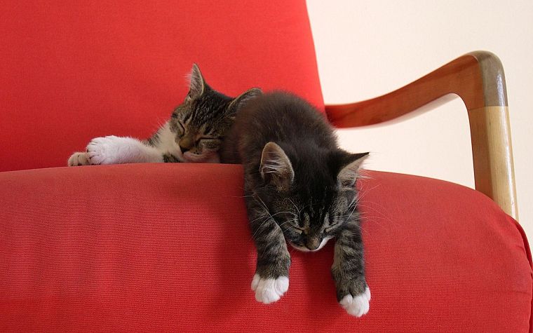 cats, animals, sleeping - desktop wallpaper