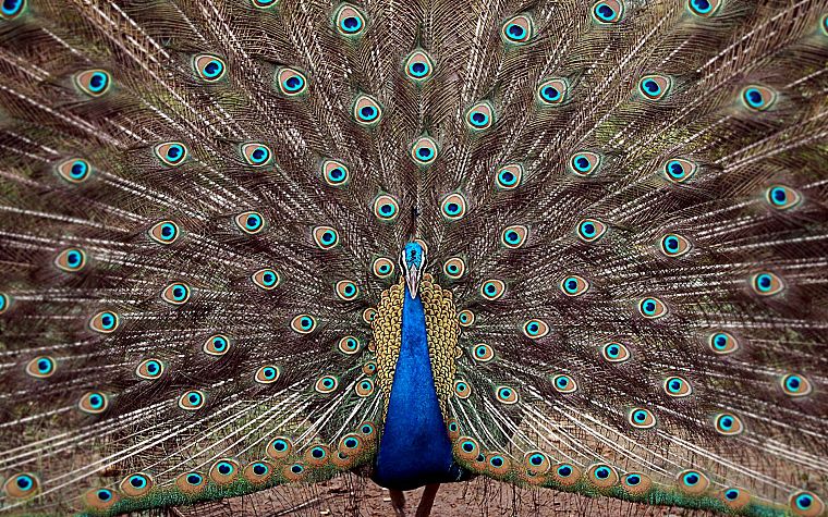 peacocks - desktop wallpaper