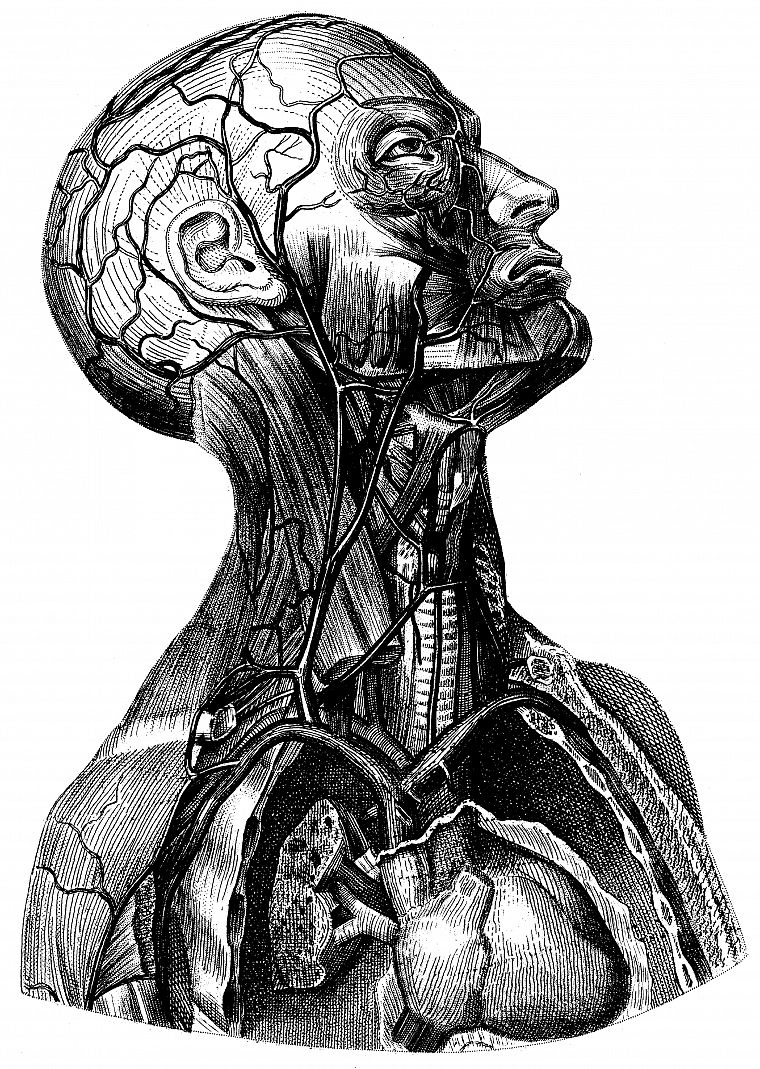 anatomy, head - desktop wallpaper