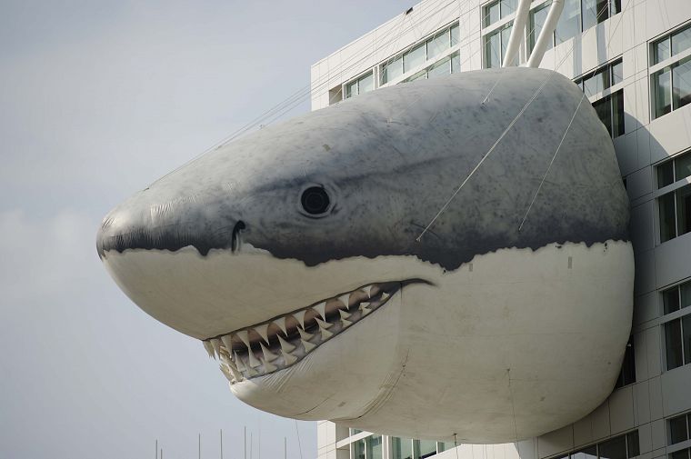 buildings, sharks - desktop wallpaper