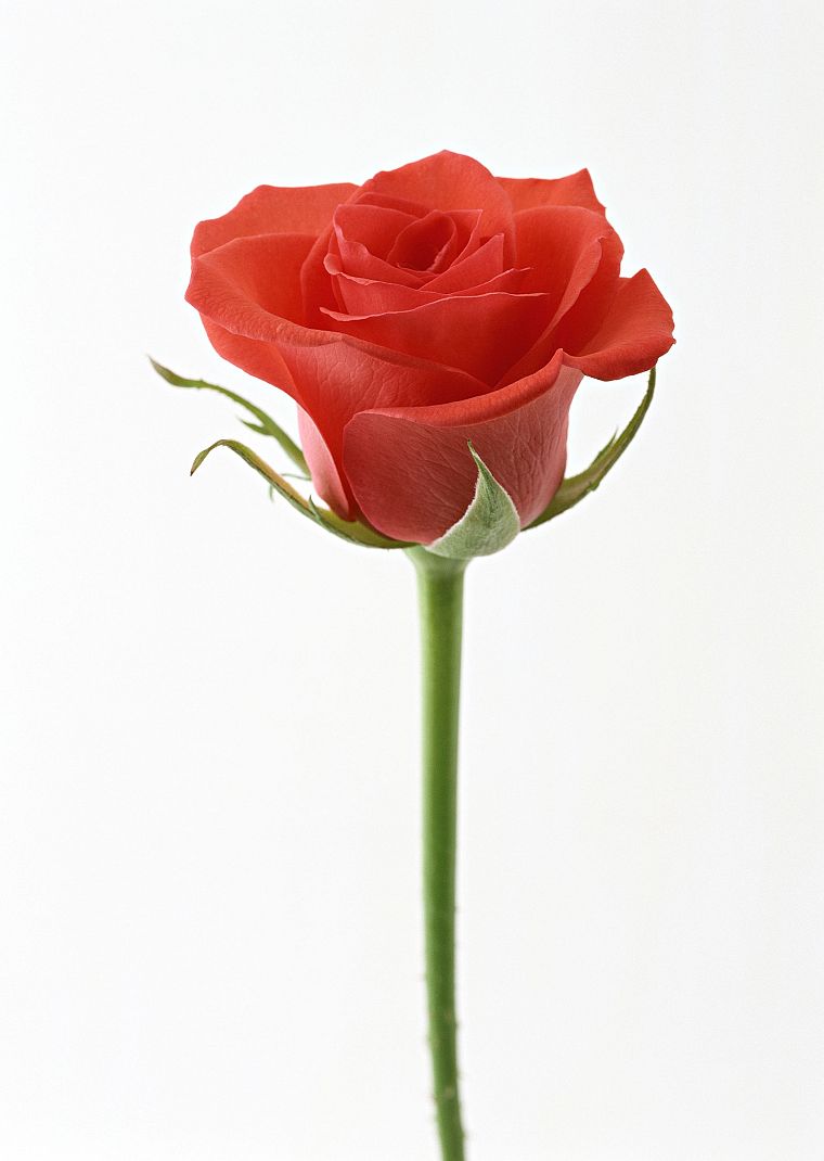 flowers, roses, red rose - desktop wallpaper