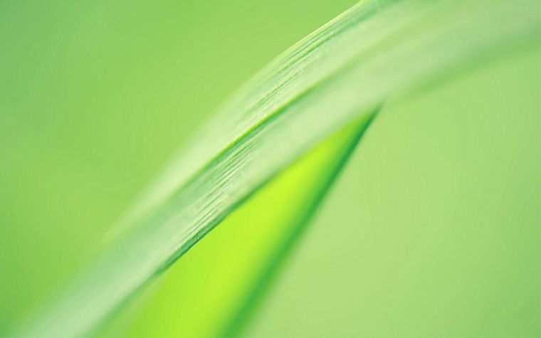green, leaves - desktop wallpaper