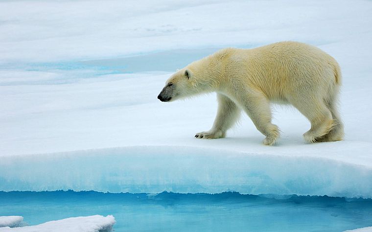 animals, arctic, polar bears - desktop wallpaper