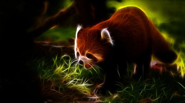 animals, Fractalius, red pandas - desktop wallpaper