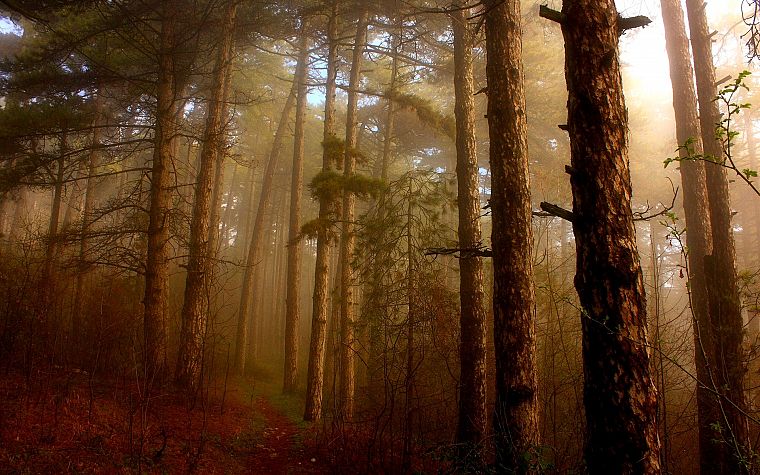 nature, forests, mist - desktop wallpaper