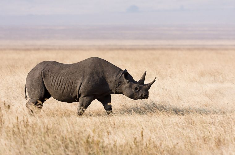 nature, animals, grass, rhinoceros, Africa - desktop wallpaper